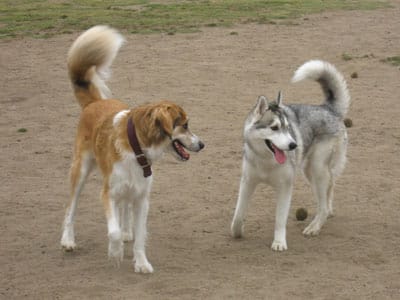 The Taste of Music: Dog rates Etymotics &ldquo;delicious&rdquo;