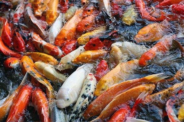 Post-Vacation Changes, or, The Koi Pond