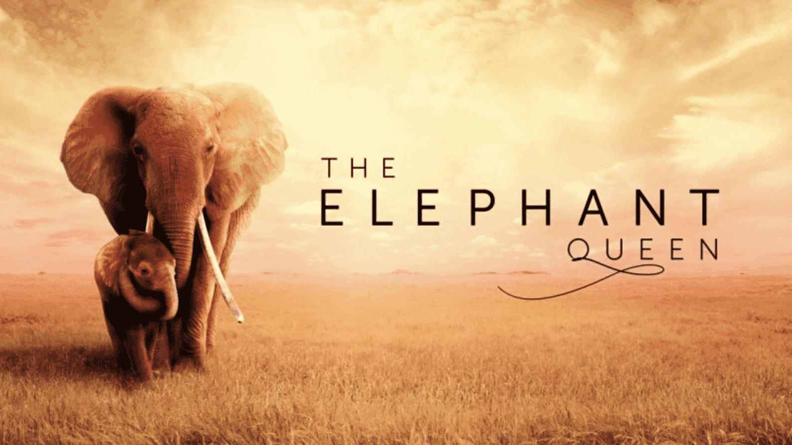 'The Elephant Queen' Trailer Released Ahead of Apple TV+ Debut