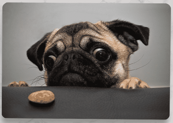 This is the Cute Animal MacBook Pro 16 inch case.