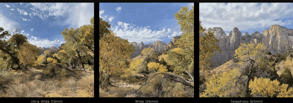 iPhone 12 Pro takes image of trees