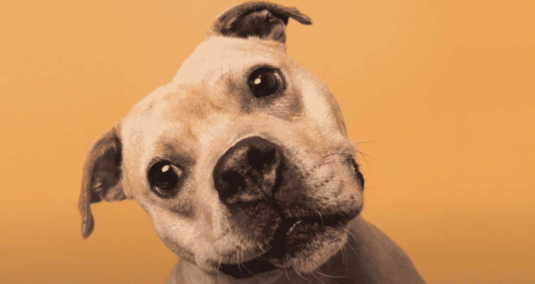 Take Expressive Pet Portraits on iPhone