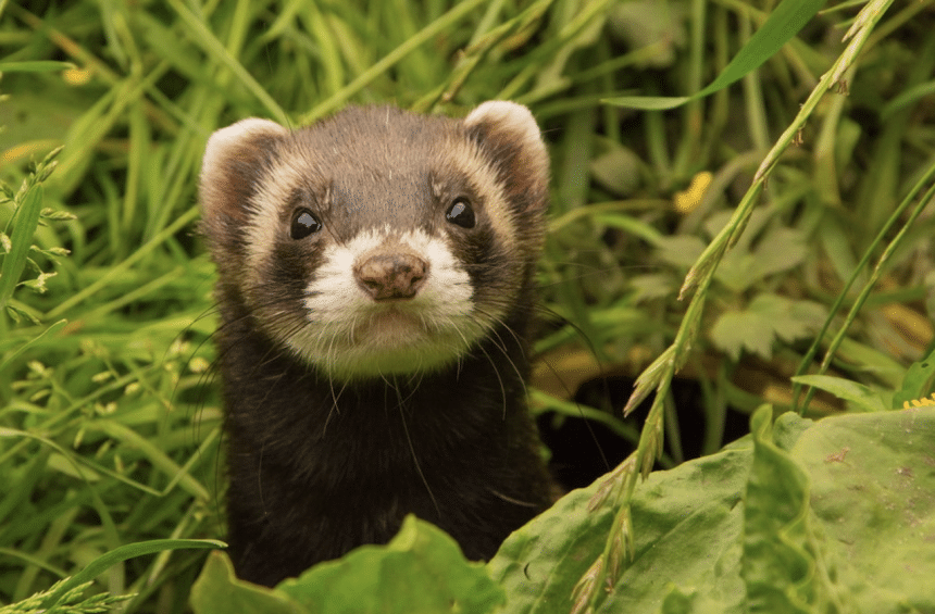 Ferret