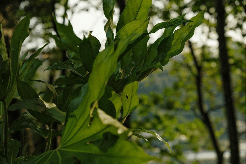 Nurturing Your Green Companions: Exploring Plant Care Applications