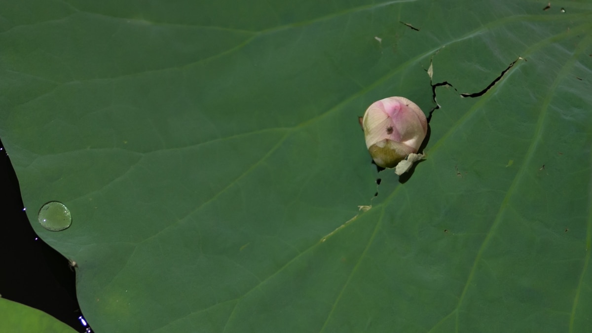 Nurturing Your Green Companions Exploring Plant Care Applications