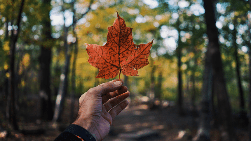 Main Reasons Why Canada Is So Big in Streaming