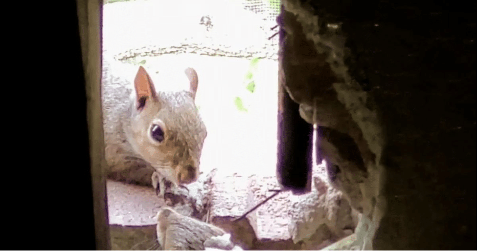 Squirrel Removal for Attic Energy Efficiency: Enhancing Insulation and Lowering Energy Costs
