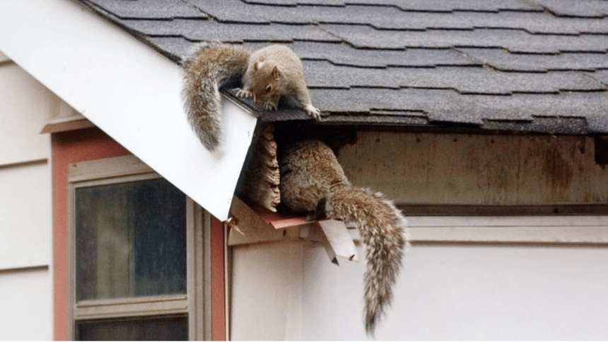 Squirrel Removal for Attic Energy Efficiency Enhancing Insulation and Lowering Energy Costs