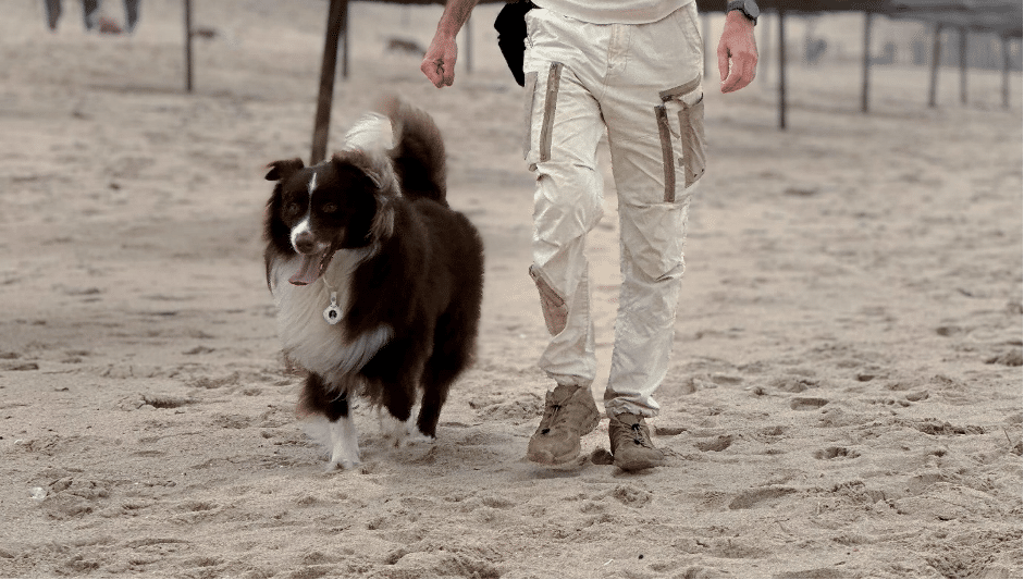 5 Best Dog Trackers Without Subscriptions