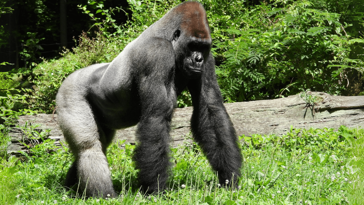 Leveraging Technology to Support Gorilla Conservation in Africa