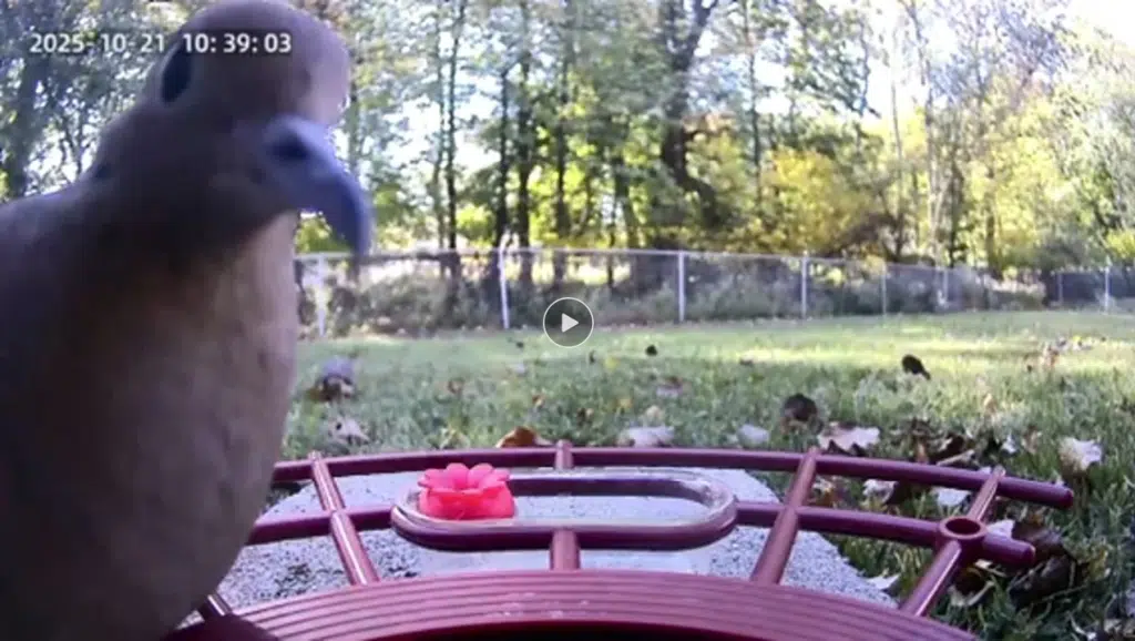 DETIKO Launches Smart Bird Feeder Series with AI Recognition and Solar Power